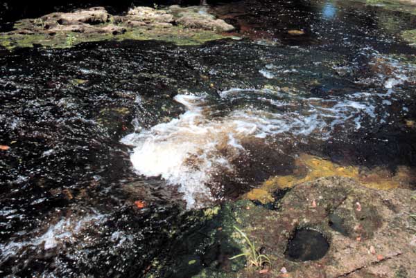 Alafia River Watershed